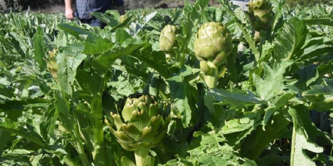 Kilosu değil tanesi 400 TL: 3 ülke kontratlar için sıraya girdi bile 2